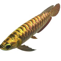 博雅工道BG-5金龍魚型仿生機器人